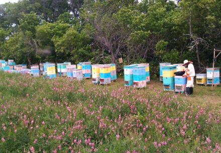 Куда и как продать мед: особенности и практические рекомендации Что нужно для торговли медом